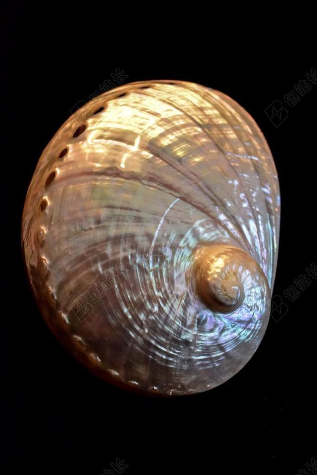 外壳 鲍鱼 海贝壳