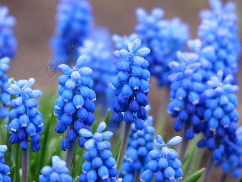 MUSCARI 葡萄风信子 开花 花 蓝色 观赏植物 园林植物