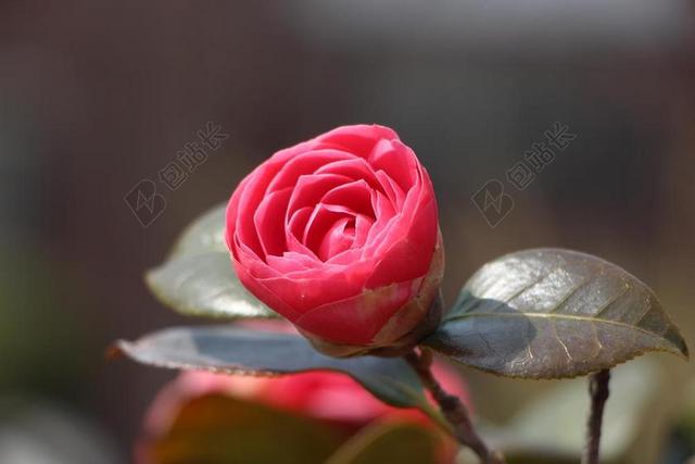 茶花花 4 月 春天 鲜花 大自然 植物 春天的花朵 木材