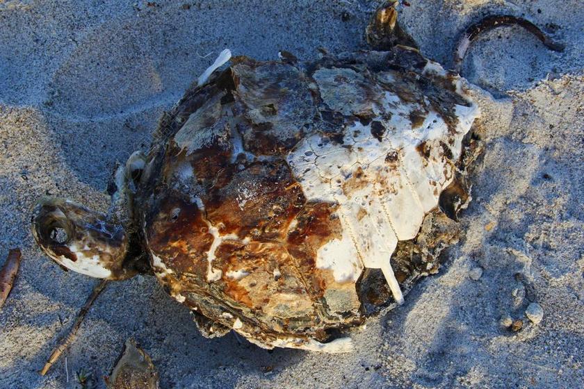 海龟 乱抛垃圾 沙 死亡 濒危 污染 废墟 海滩 钓鱼
