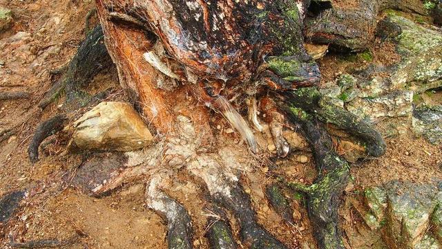 烂树 树的根 蜘蛛网 自然 腐烂 木材 树干 野生 根