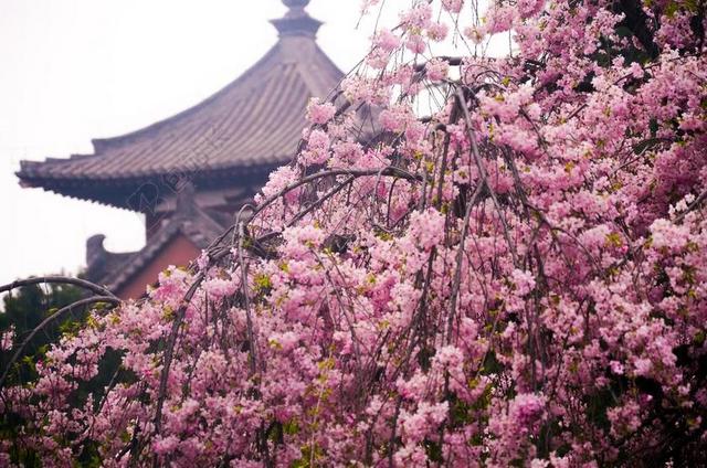 青龙寺 樱花 古建