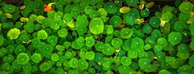 叶 大自然 绿色 圆 美元 抽象 植物 草本植物 群居