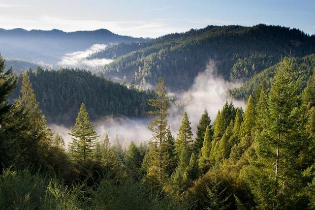 山 树 薄雾 自然 景观 森林 查看 环境 农村 风景