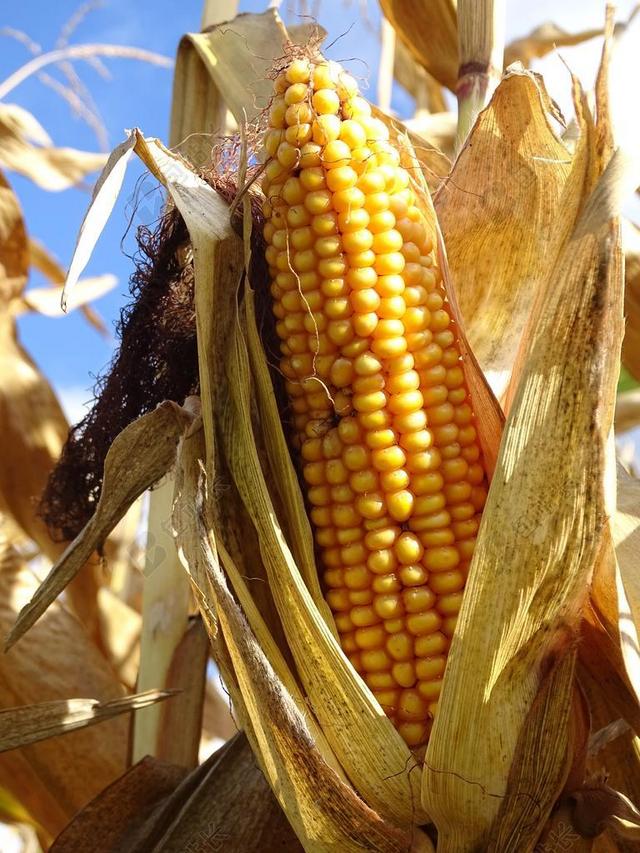 玉米 玉米棒 蔬菜 食品 谷物 秋季 性质 吃 玉米籽粒