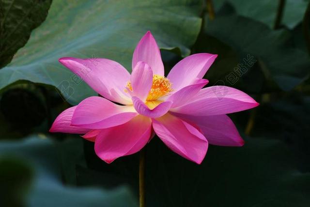 花卉 植物園 荷花