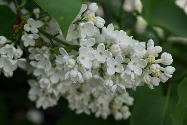 紫丁香 白 白丁香 开花 性质 厂 装饰布什