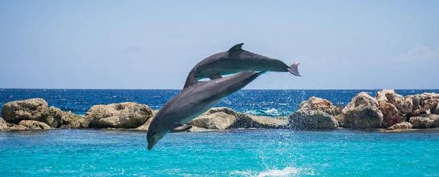 海豚 水族馆 跳跃 鱼 动物 海洋 水 生活 海 蓝色