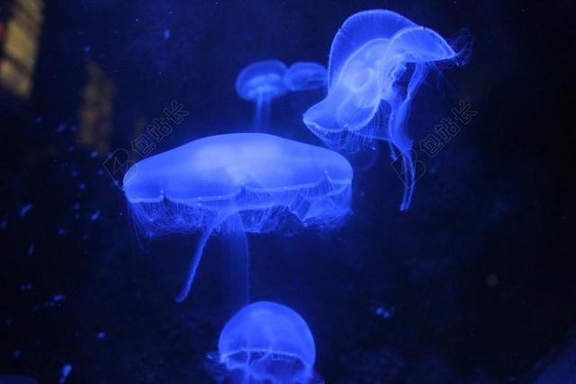 水母蓝色水族馆海洋动物神奇生物背景图片