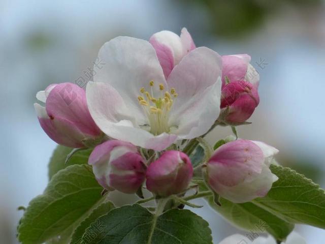 苹果花 苹果树 开花 白 粉红色 科 叶子 海棠