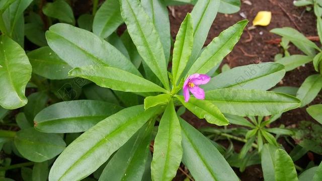 人参草本植物绿生长粉色小花野外背景图片