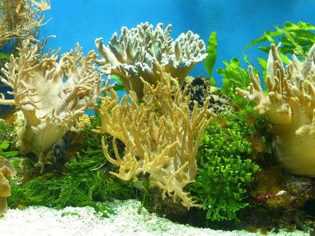 水族馆 珊瑚 水 丰富多彩 颜色 软珊瑚 ALCYONACEA