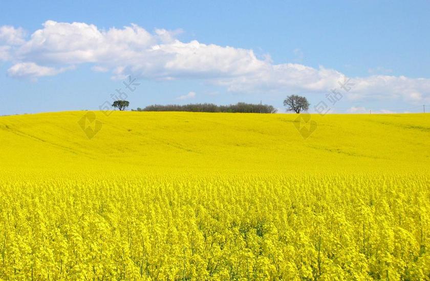 字段 油菜 黄色 场