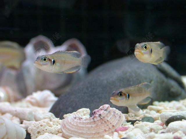 热带鱼 牙OHSELRA 鱼缸 外壳 水族馆