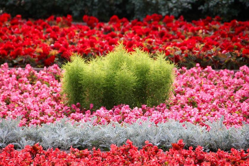 鲜花花园盛开公园植物郁金香花瓣鲜艳背景图片