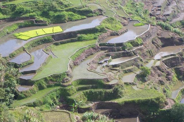 梯田 水稻种植 稻田 栽培 菲律宾 景观 假期 水稻收获