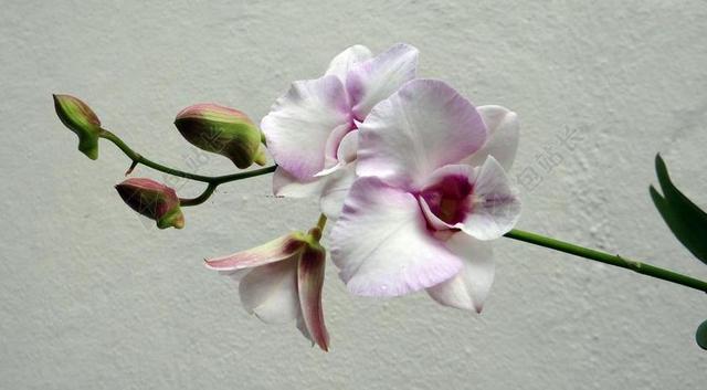 花白粉红色植物稀缺花艺背景图片