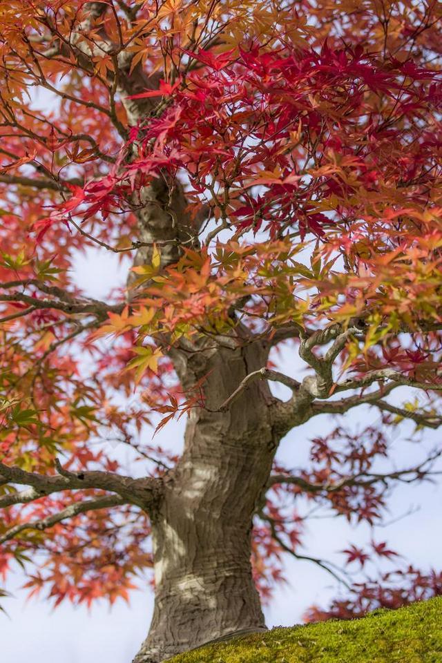 枫木材日本花园大树植物参天大树野外背景图片