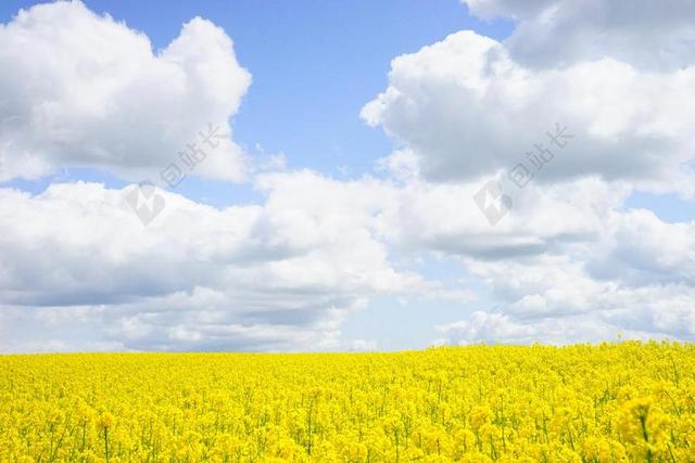 油菜籽场 天空 云 油菜 形成了鲜明对比 高对比度 强烈的色彩