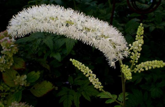 黑升麻 花园 花秋 公园 艺术 花蕾 鲜花 白