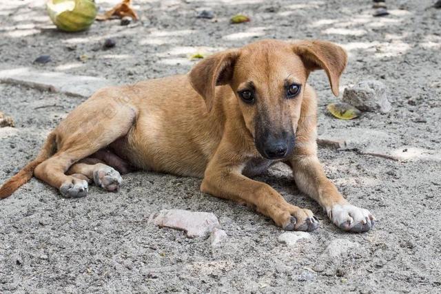 狗 无家可归 悲伤 流浪狗 犬