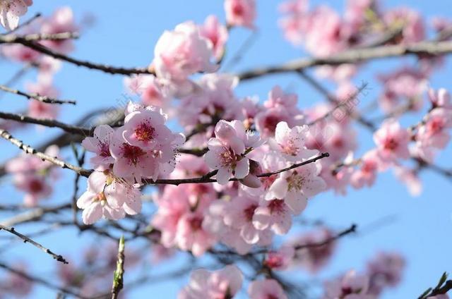 花 鲜花 性质 花园 桃花源 春 PESCO 布鲁姆 树