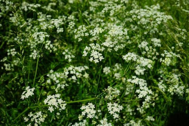 尖 山萝卜 鲜花 白 峨 CHAEROPHYLLUM 恩 牛香菜