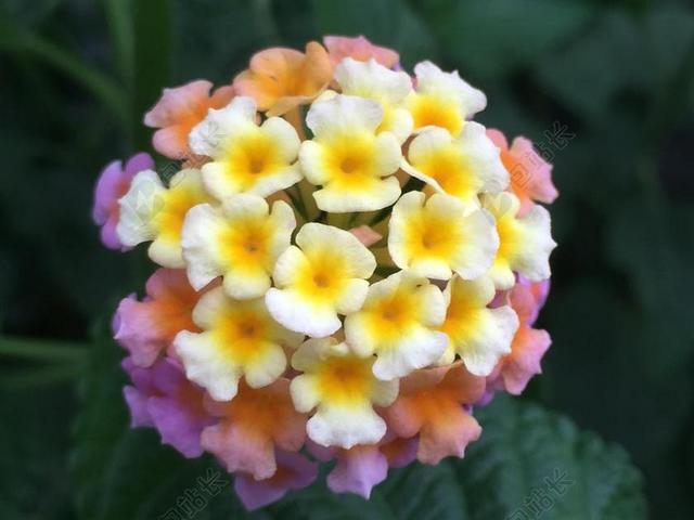 马缨鲜花自然绿色植物唯美背景图片