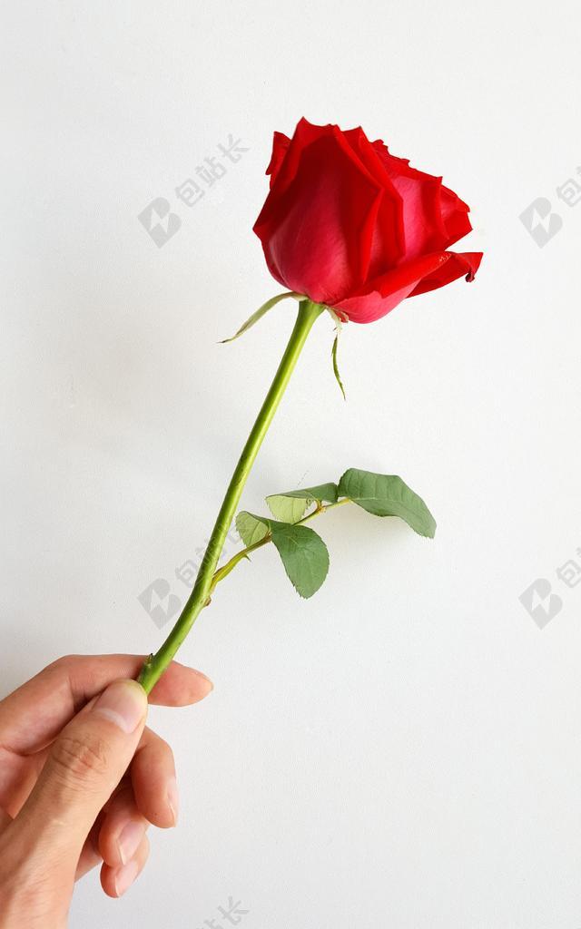 玫瑰 红色 花 叶子 绿色 静物 美丽 一枝独秀 露水