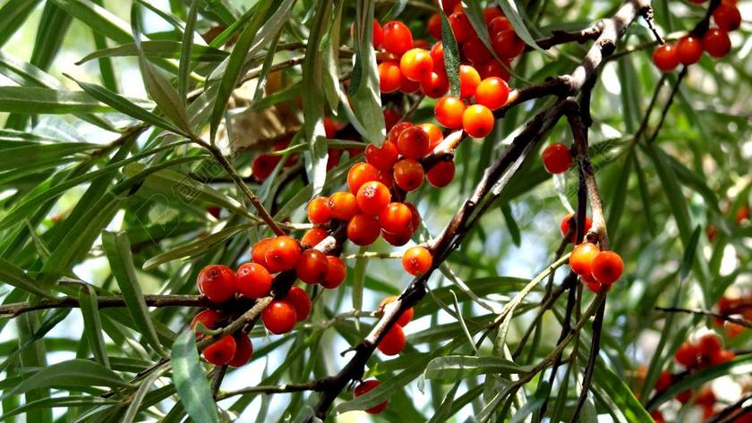 性质 植物 莓果 大果沙棘