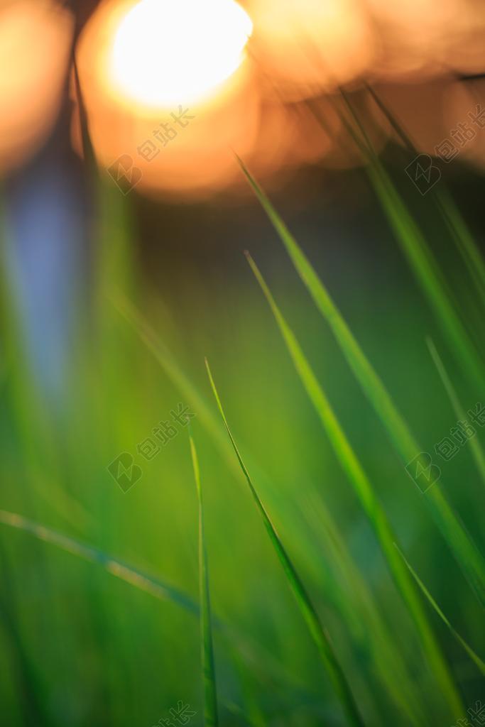 夕阳 青草 黄昏