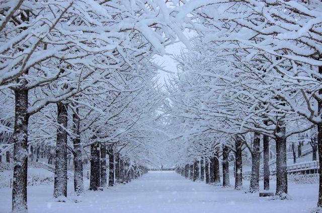 东体育公园 银杏树 雪 冬季 福岛