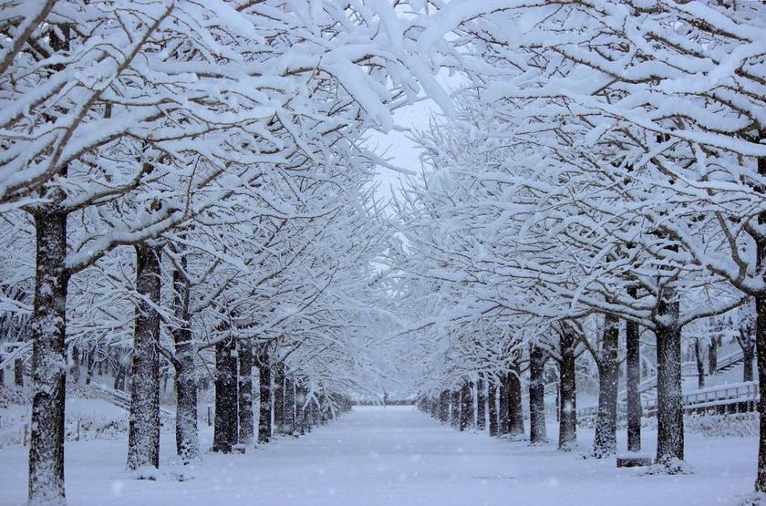 东体育公园 银杏树 雪 冬季 福岛