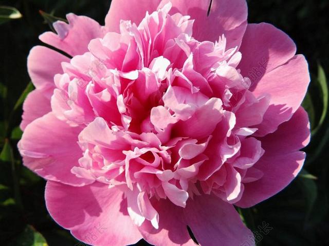 牡丹 粉红色 开花 花 五旬节  芍药