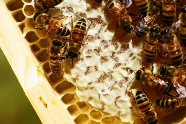 HONEYCOMBES 蜜蜂 蜂蜜 蜂窝 巴克法斯特蜜蜂 库姆斯