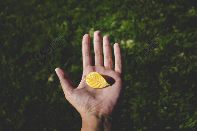 绿色户外自然景观手捧树叶背景图片