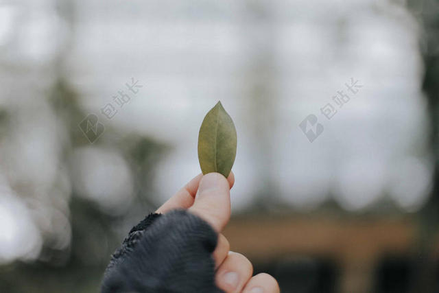 手势简单手指捏着一张树叶捏着手势背景图片