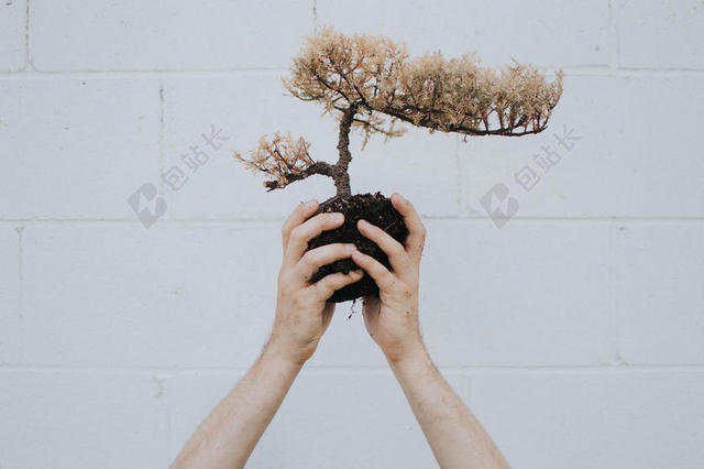 手势双手捧着一个盆景捧着双手植物背景图片