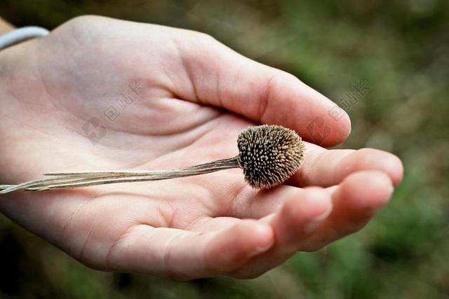 黄棕手简单手上放着一个小果实植物手背景图片