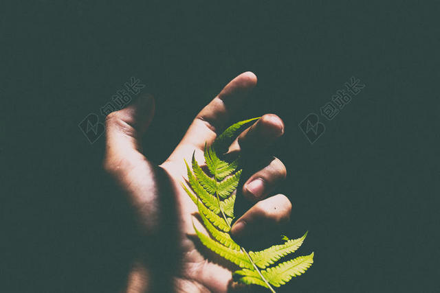 手势健美手上拿着一篇叶子植物手光影背景图片