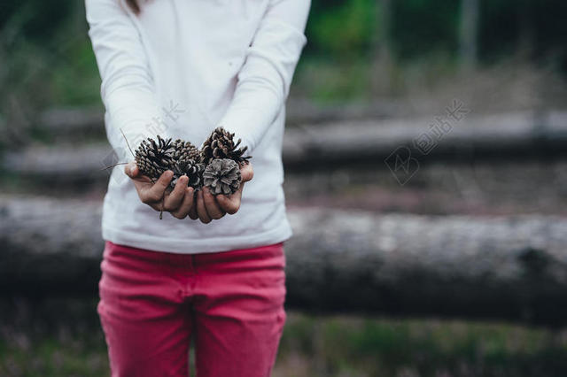 手势清新女孩捧着一些松果户外摄影手势植物背景图片