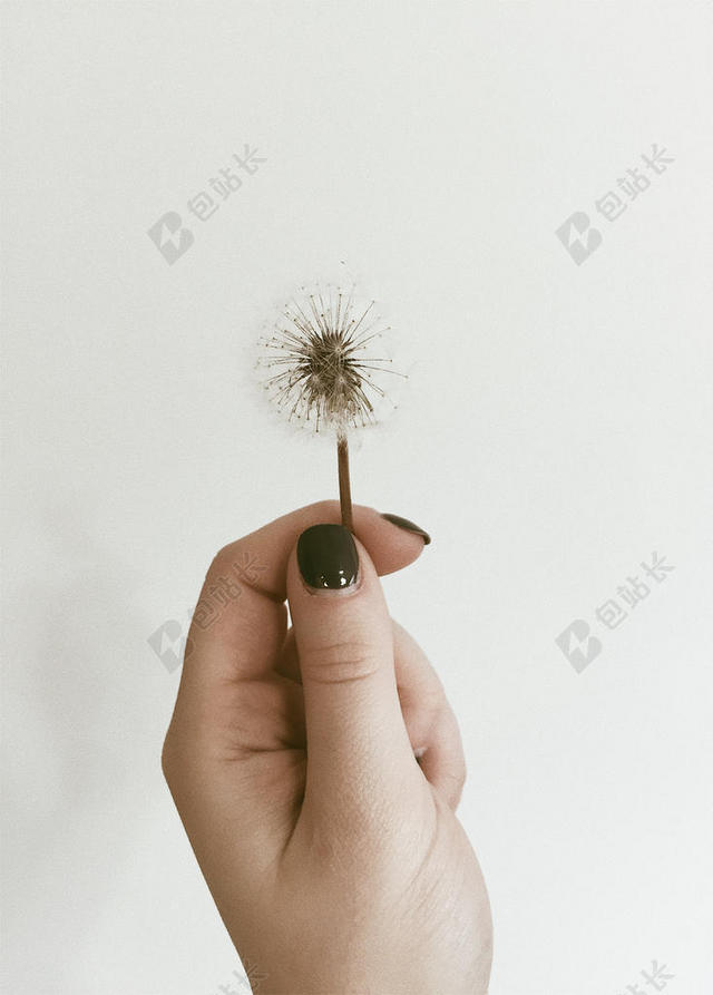 白色农业唯美女性单手手持蒲公英背景图片