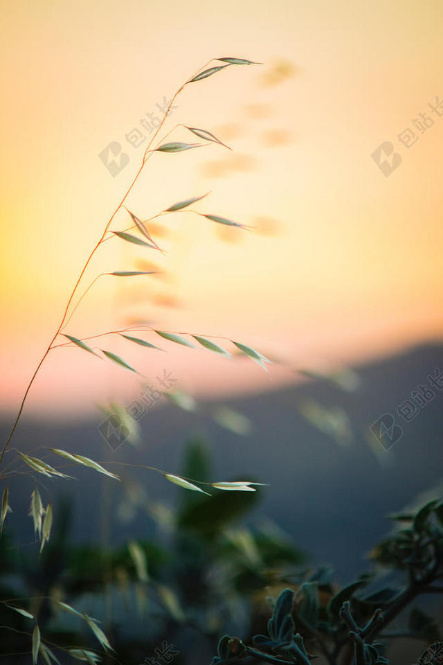 绿黄光影宁静落日余晖下的野草自然植物光影背景图片