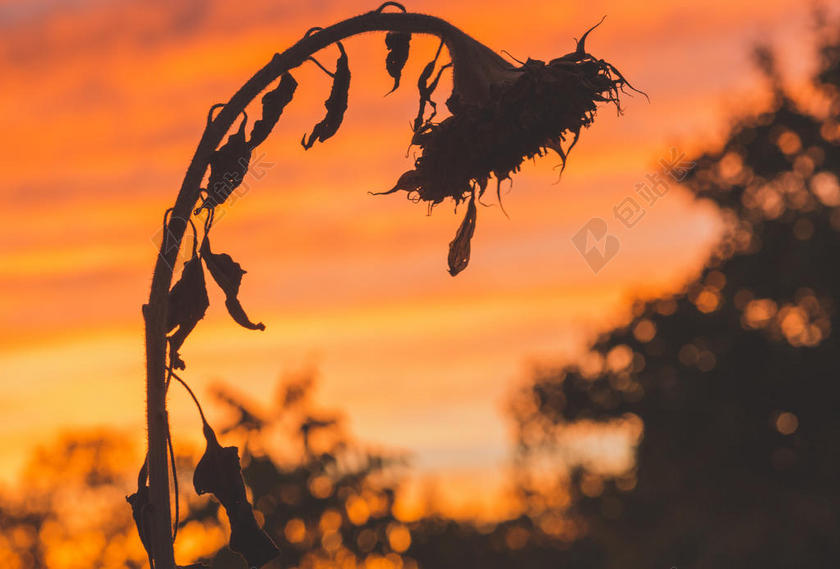 傍晚金色的彩霞和枯萎的向日葵背景图片