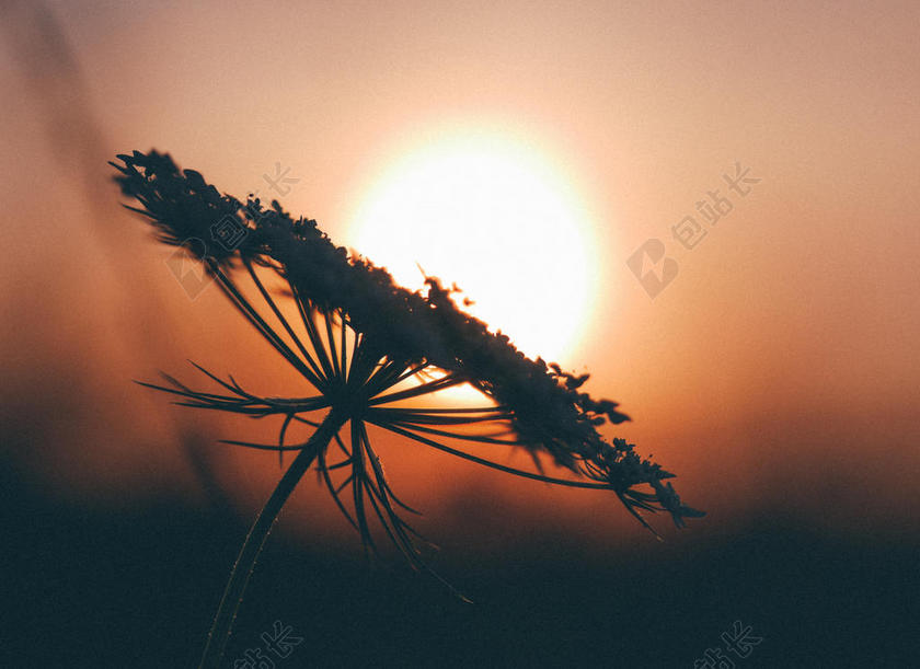 日落 夕阳 太阳 花 玫瑰 美丽 花朵