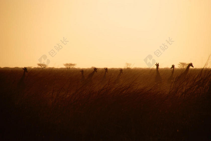 黄色动物天空草丛下的鸡农场动物养鸡光影背景图片