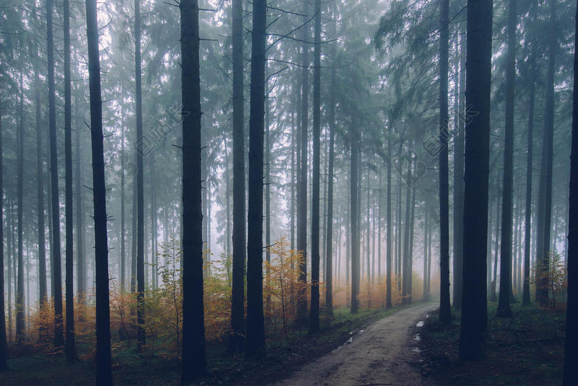 旅游自然林间小道美景背景图片