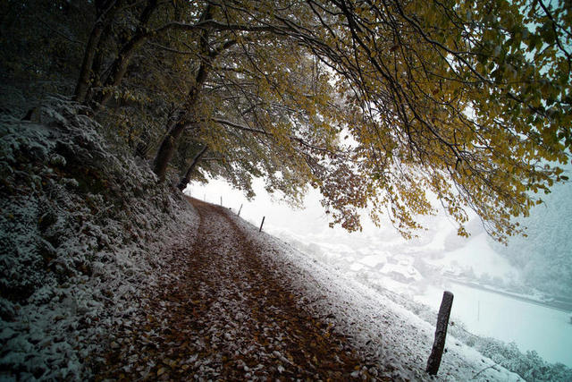 冬天雪林中的土路背景图片