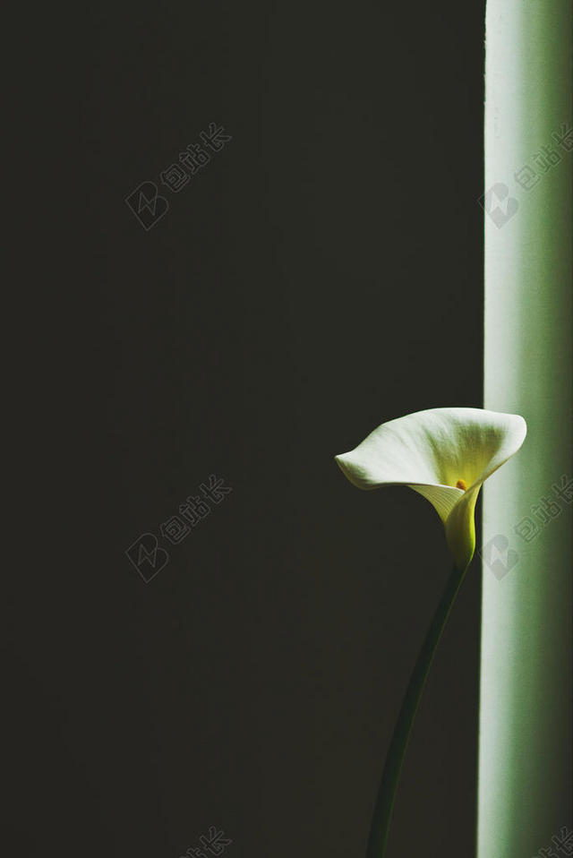 黑色广告抽象花朵背景图片