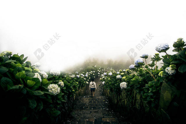 花海中的女人背景图片